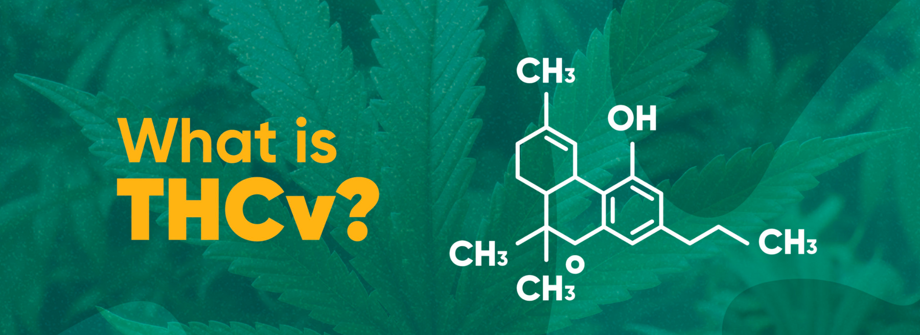 What is THC-V?
