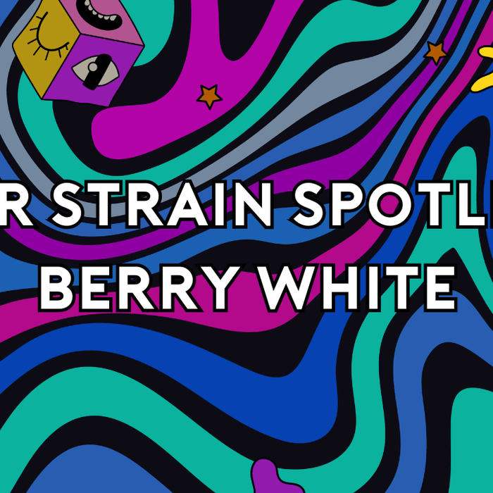 ELYXR Strain Spotlight: Berry White – “Let’s Get It On” with This Indica