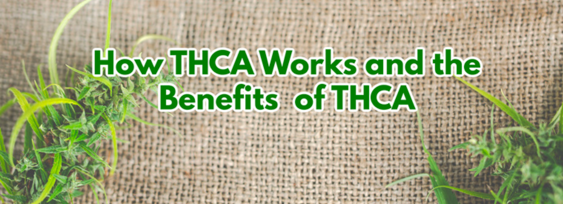 Does THC-A Have Potential Benefits and Side Effects?