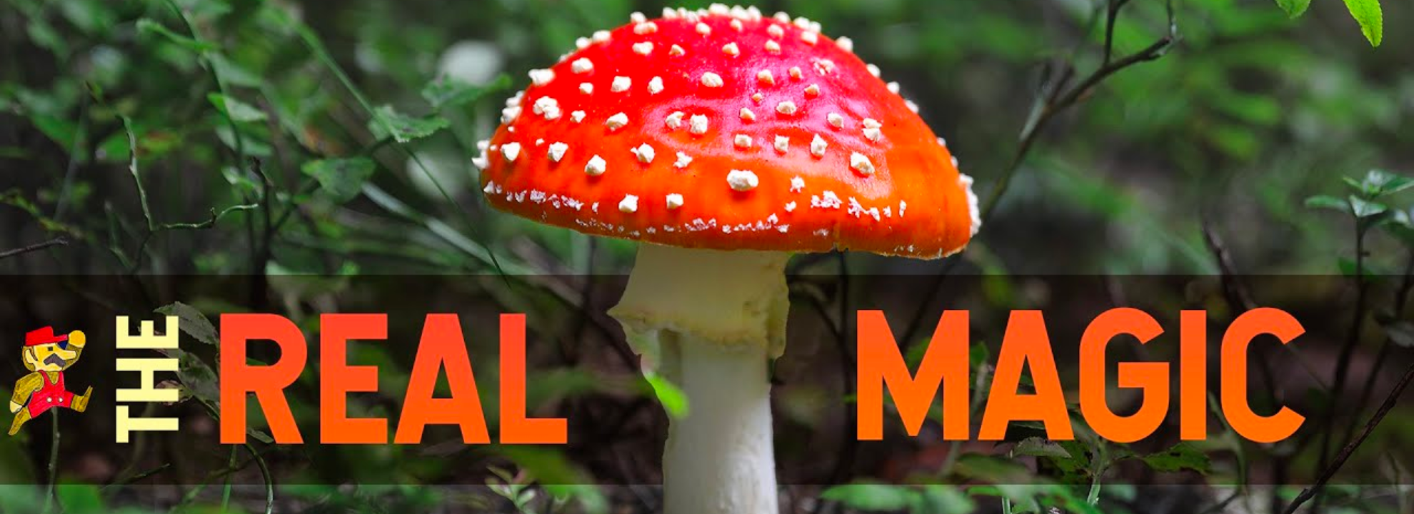 What is Amanita Muscaria Mushroom and How Can You Spot It?