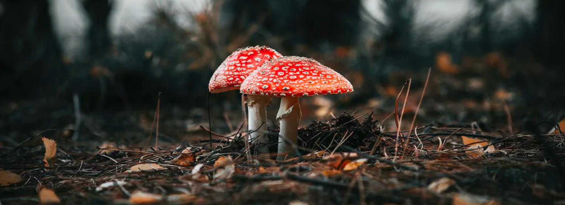 Where is Amanita Muscaria Legal in the United States?