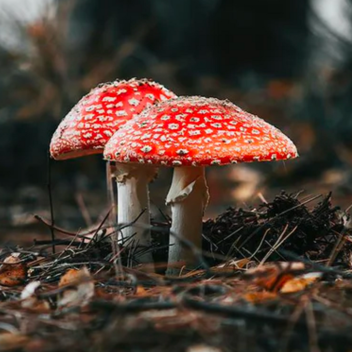 Where is Amanita Muscaria Legal in the United States?