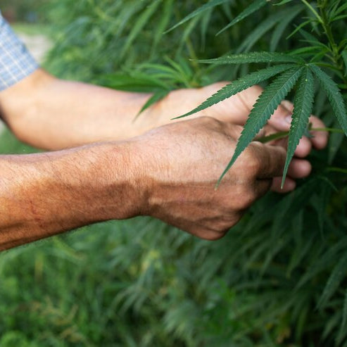  Cannabis Cultivation 