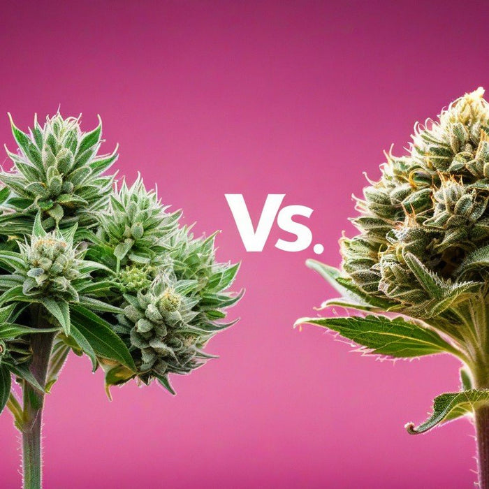 THC vs. THC-A: Understanding What Are The Differences
