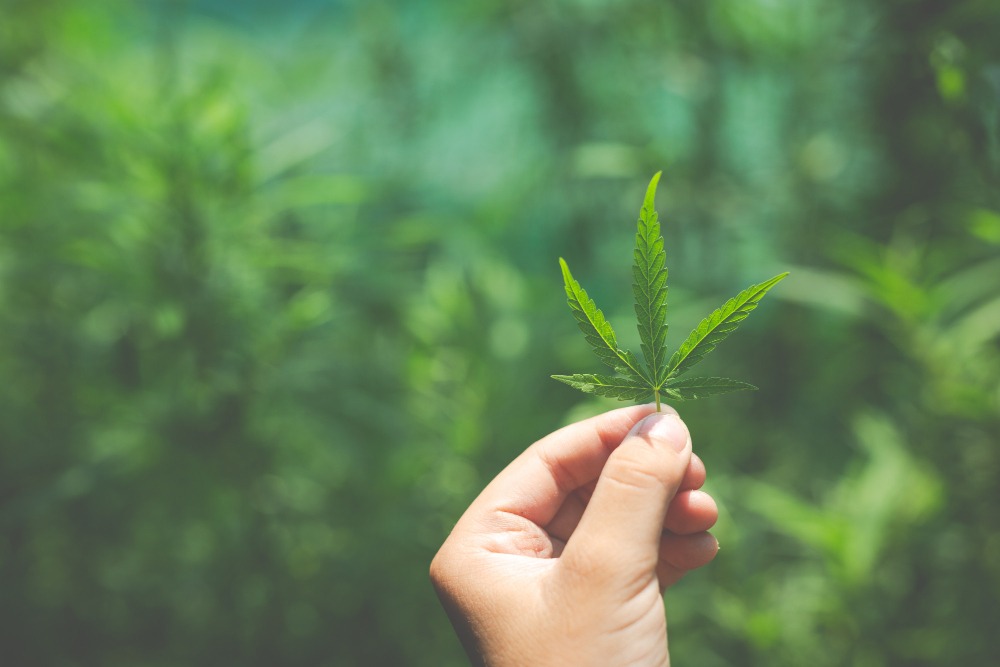 Hemp Flower