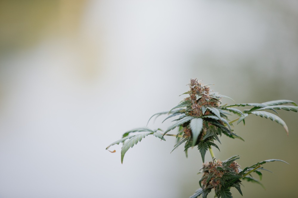 White Widow