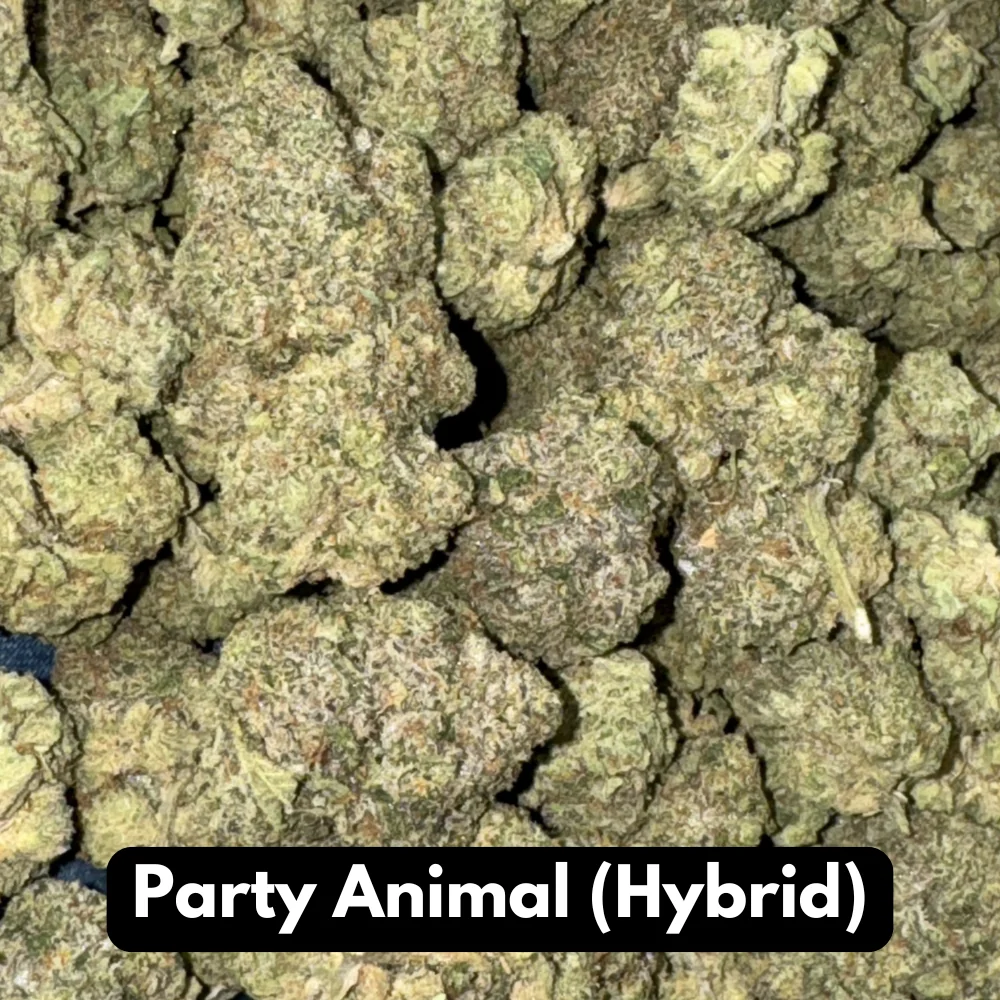 Buy Natural THC-A Flower Hybrid Party Animal