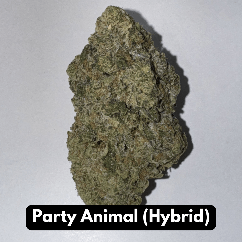 Natural THC-A Flower Hybrid Party Animal