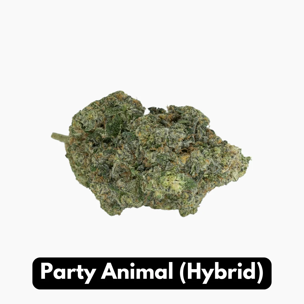 THCA Flower - Party Animal Hybrid Strain