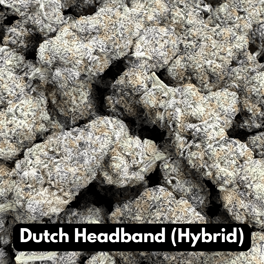 Dutch Headband (Hybrid)