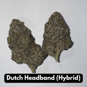 Dutch Headband (Hybrid)