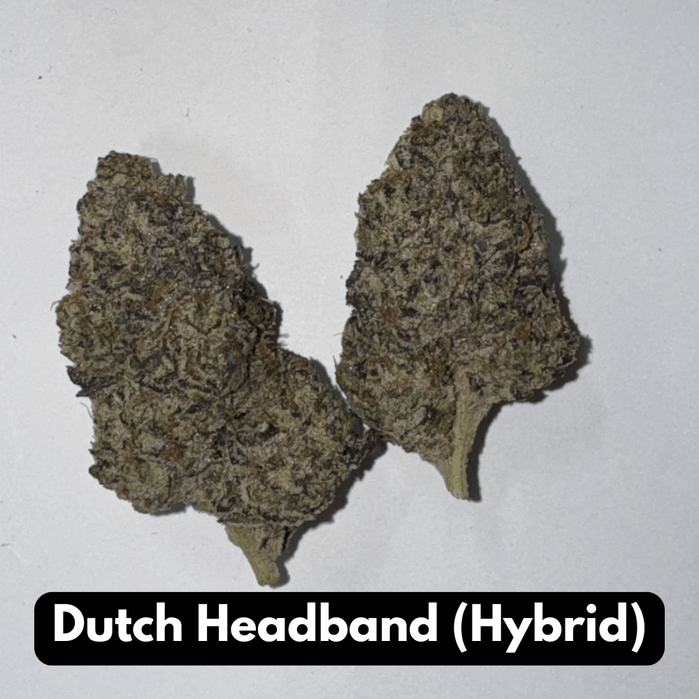 Dutch Headband (Hybrid)