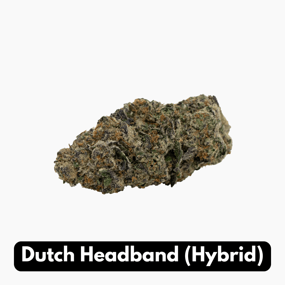 Dutch Headband (Hybrid)