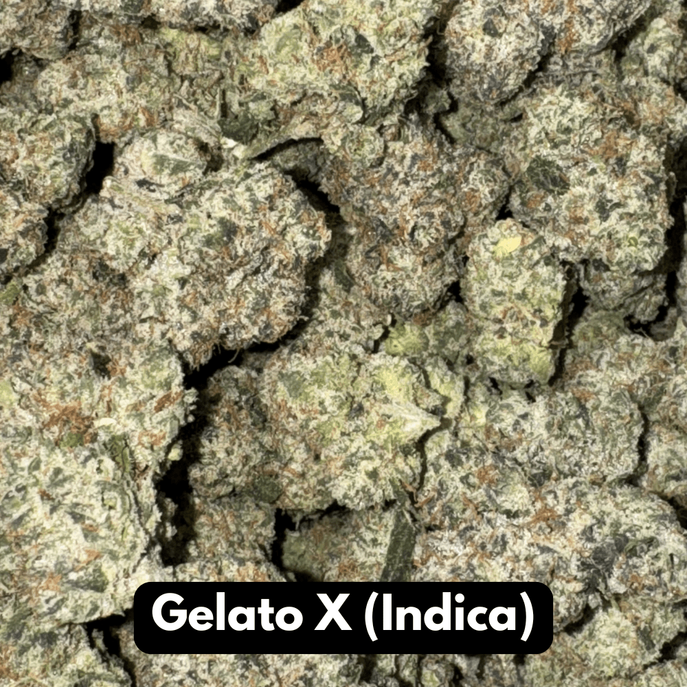 Gelato X (Indica)