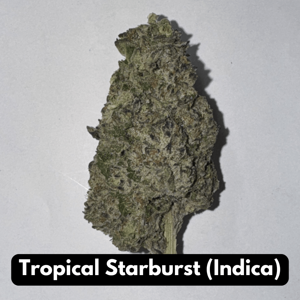 Tropical Starburst (Indica)
