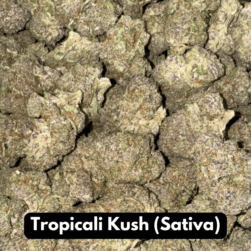 Tropicali Kush (Sativa)
