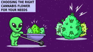 ChoosingtheRightCannabisFlowerforYourNeeds