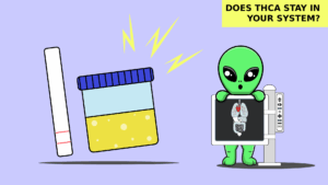 DoesTHCAStayinYourSystem