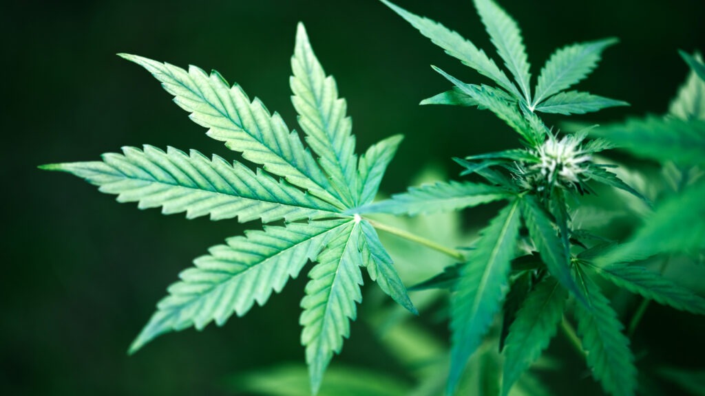 How Does Indica Cannabis Work