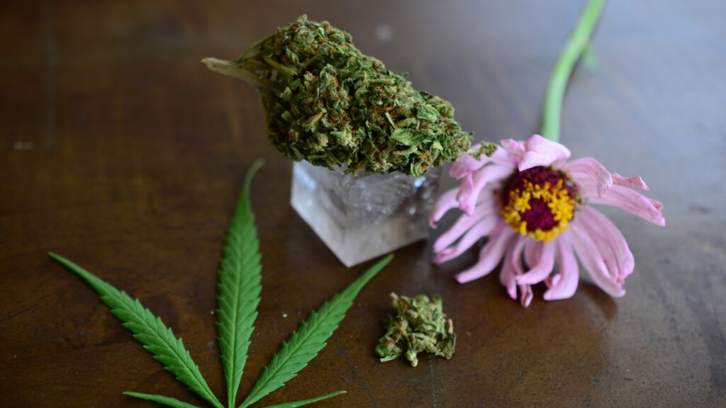 Does Raw Cannabis Makes You High