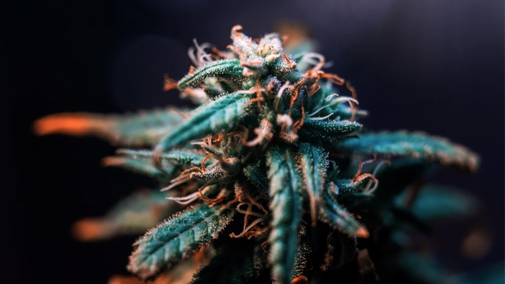 What is the Science Behind Activating Cannabis Compounds