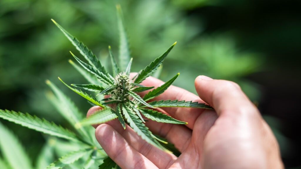What is Indica Cannabis
