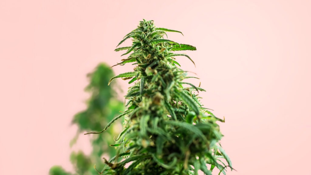 What is Cannabis Sativa
