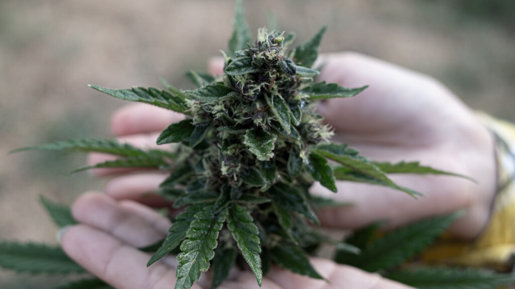 What are the ingredients of Raw Cannabis