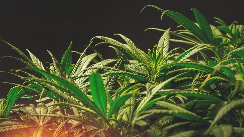 Difference Between Sativa and Indica