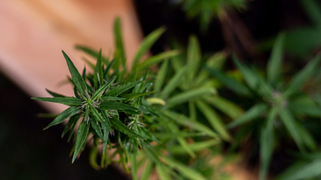 Reason Behind Sativa's Energy Qualities