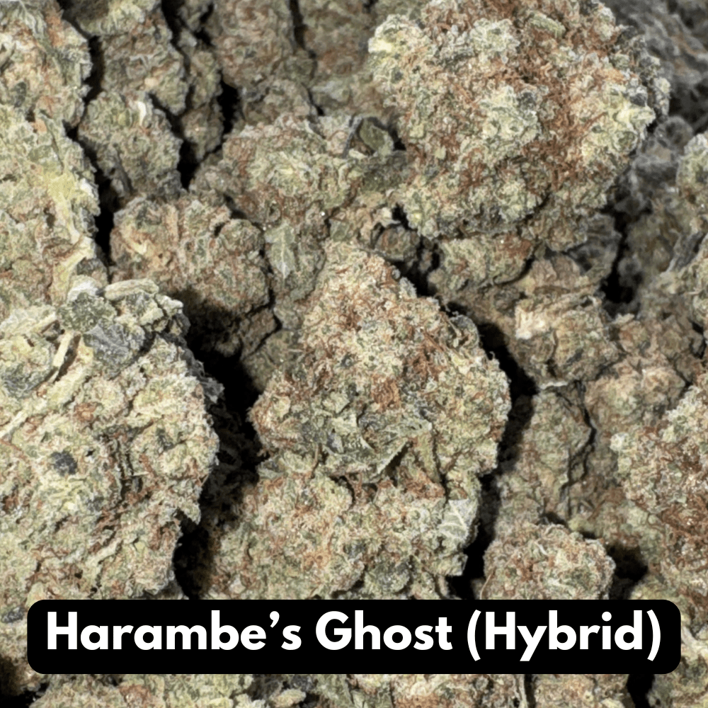 Natural THC-A Flower (Hybrid ~ Harambe’s Ghost)
