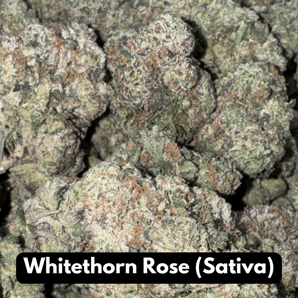 Natural THC-A Flower (Sativa ~ Whitethorn Rose)