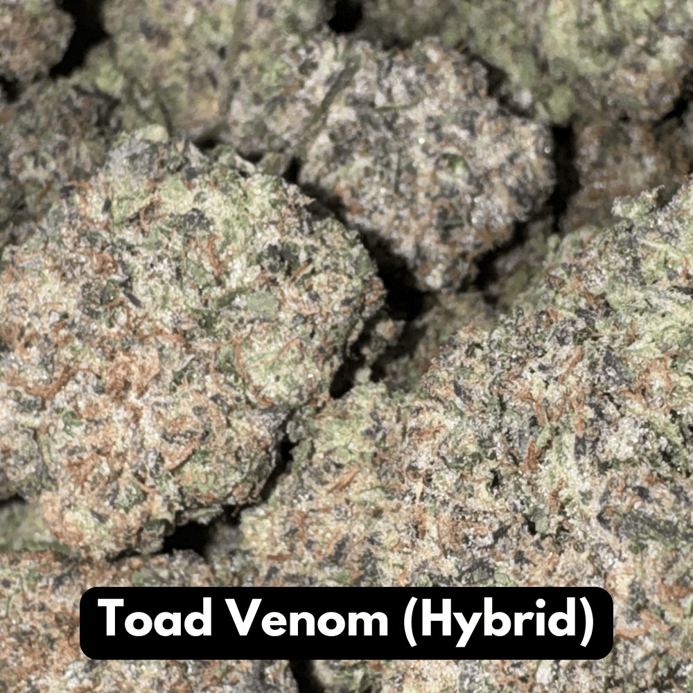 Natural THC-A Flower (Hybrid ~ Toad Venom)