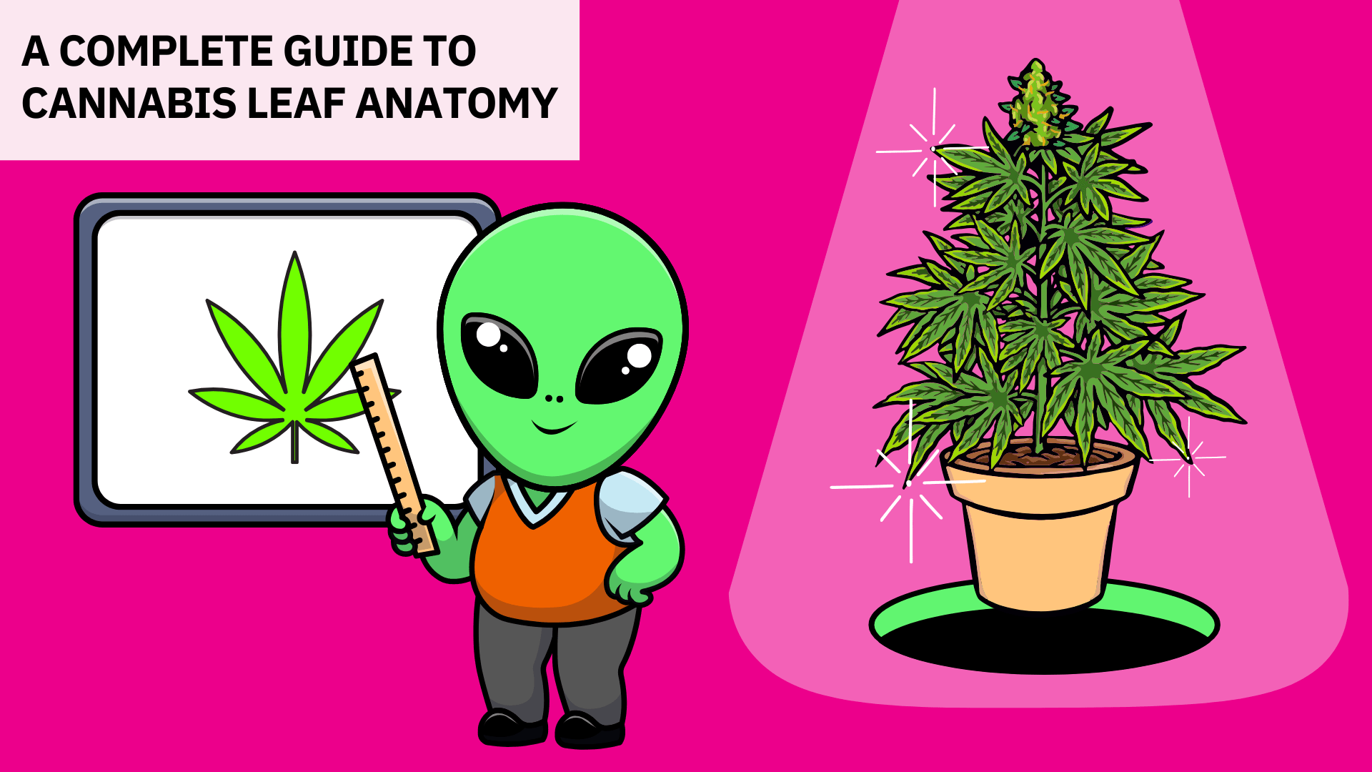 A Complete Guide to Cannabis Leaf Anatomy, Function, Uses, and What It Tells You