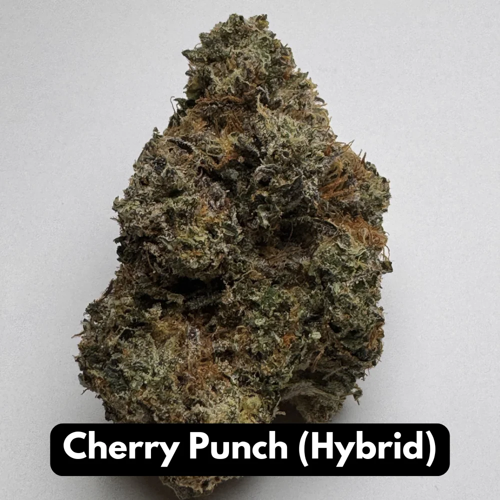 Single Cherry Punch hybrid THCA flower bud with rust orange pistils on gray