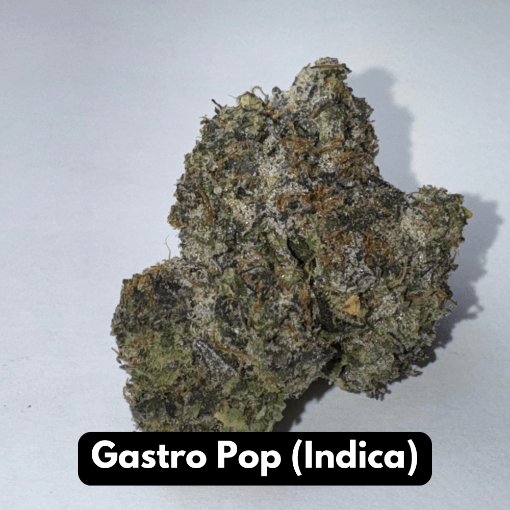 Single Gastro Pop indica THCA flower bud with olive green and amber tones