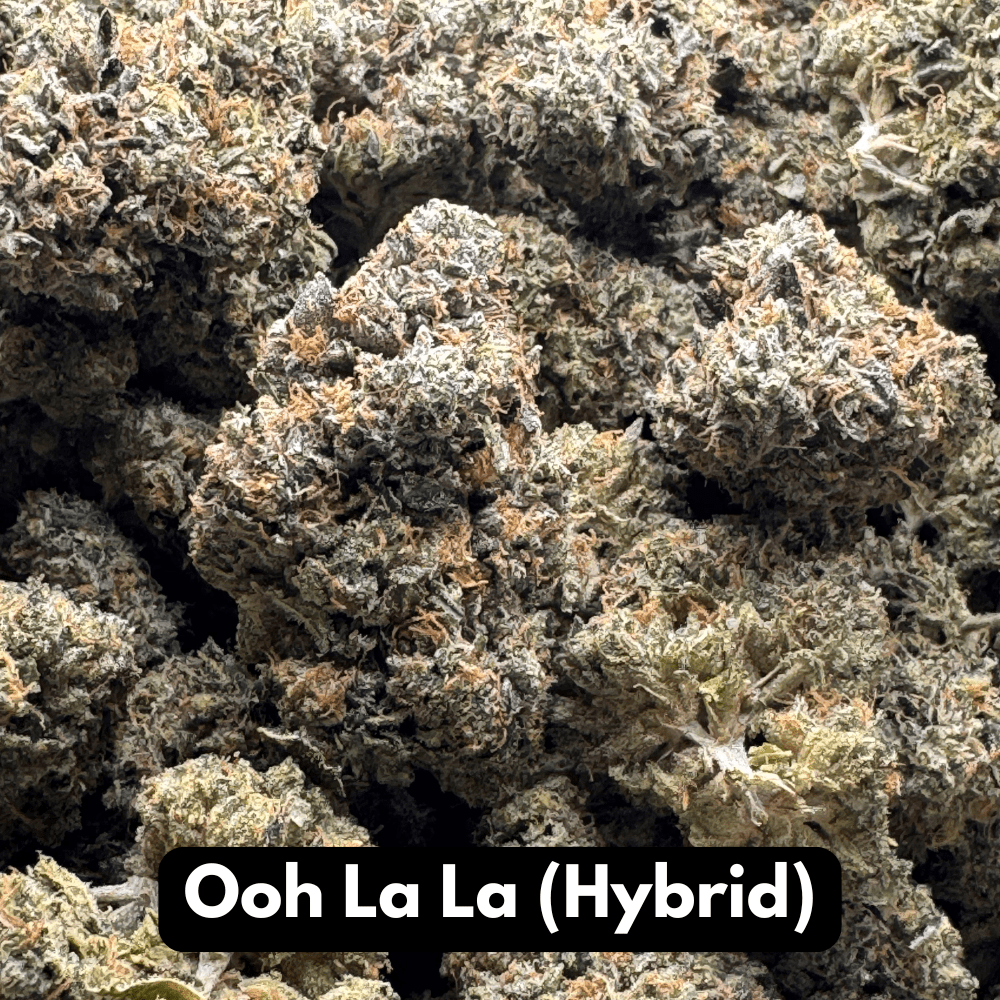 Bulk pile of Ooh La La hybrid THCA flower buds with frosty green texture
