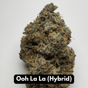 Single Ooh La La hybrid THCA flower bud with wispy orange pistils on gray