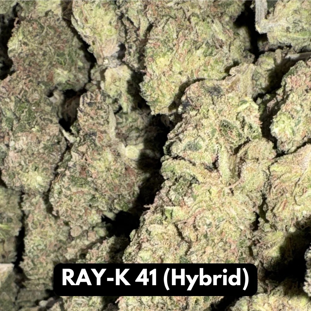 Natural THC-A Flower (Hybrid ~ RAY-K 41)