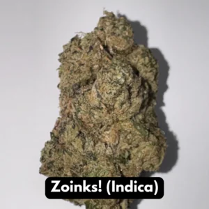 Single Zoinks indica THCA flower bud standing upright with dense mossy texture