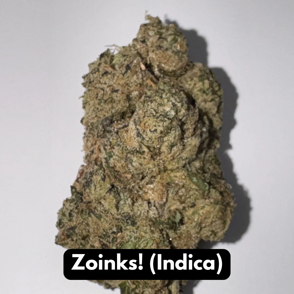 Single Zoinks indica THCA flower bud standing upright with dense mossy texture