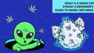 What is a Snow Cap Strain A Beginner’s Guide to Snow Caps Weed